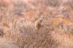 2023-07-Kgalagadi-7-092-sh