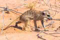 2023-07-Kgalagadi-7-108-sh