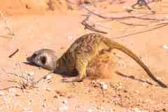 2023-07-Kgalagadi-7-114-sh