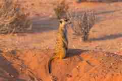 2023-07-Kgalagadi-8-323-sh