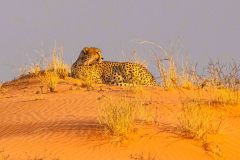 2023-07-Kgalagadi-8-020