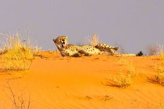 2023-07-Kgalagadi-8-115