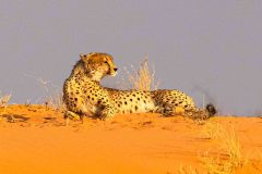 2023-07-Kgalagadi-8-130