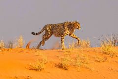 2023-07-Kgalagadi-8-136