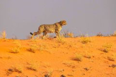 2023-07-Kgalagadi-8-139