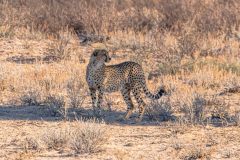 2023-07-Kgalagadi-9-08