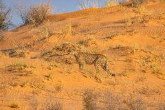 2023-07-Kgalagadi-9-21