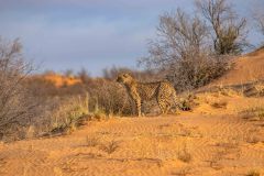 2023-07-Kgalagadi-9-24