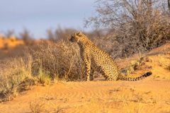 2023-07-Kgalagadi-9-25