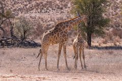 2023-07-Kgalagadi-4-059