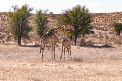 2023-07-Kgalagadi-4-068