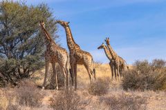 2023-07-Kgalagadi-4-078