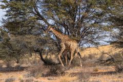 2023-07-Kgalagadi-4-156