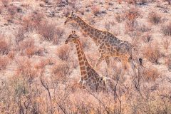 2023-07-Kgalagadi-8-215