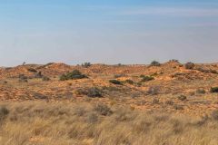 2023-07-Kgalagadi-2-28