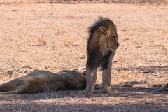 2023-07-Kgalagadi-1-058