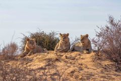 2023-07-Kgalagadi-3-088