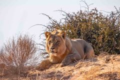 2023-07-Kgalagadi-3-093