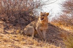 2023-07-Kgalagadi-3-115