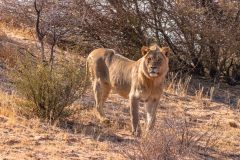 2023-07-Kgalagadi-3-121