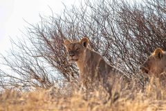 2023-07-Kgalagadi-3-148