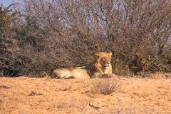 2023-07-Kgalagadi-3-175