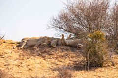 2023-07-Kgalagadi-3-207