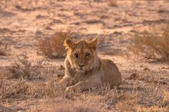 2023-07-Kgalagadi-6-009