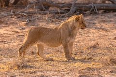 2023-07-Kgalagadi-6-012