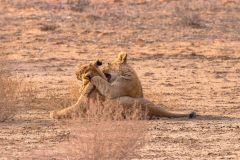 2023-07-Kgalagadi-6-018