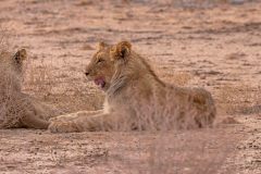 2023-07-Kgalagadi-6-033