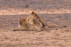 2023-07-Kgalagadi-6-046