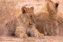 2023-07-Kgalagadi-6-074