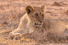 2023-07-Kgalagadi-6-078