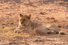 2023-07-Kgalagadi-6-084