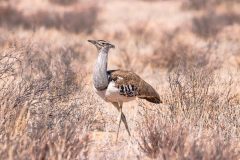 2023-07-Kgalagadi-1-081