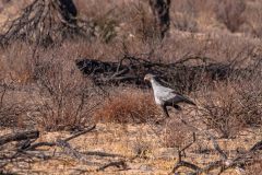 2023-07-Kgalagadi-3-190