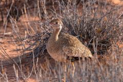 2023-07-Kgalagadi-4-248