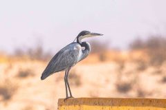 2023-07-Kgalagadi-6-127