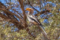 2023-07-Kgalagadi-7-158