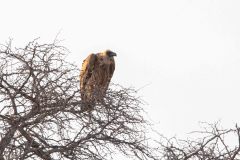 2023-07-Kgalagadi-8-008