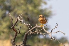 2023-07-Kgalagadi-8-203