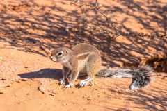 2023-07-Kgalagadi-2-02