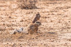 2023-07-Kgalagadi-3-206