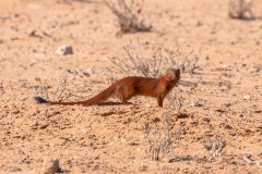 2023-07-Kgalagadi-3-220