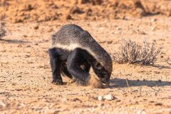 2023-07-Kgalagadi-5-41