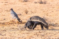 2023-07-Kgalagadi-5-44