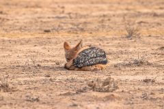 2023-07-Kgalagadi-6-110