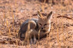 2023-07-Kgalagadi-7-031