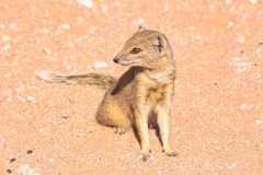 2023-07-Kgalagadi-7-183